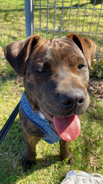 staffy puppies for rehoming